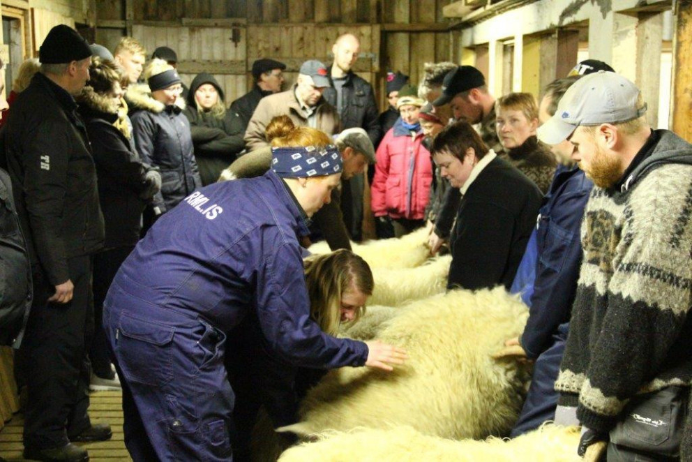 Fólk og fénaður samankomið á Hvalshöfða. Mynd: Anna Scheving.