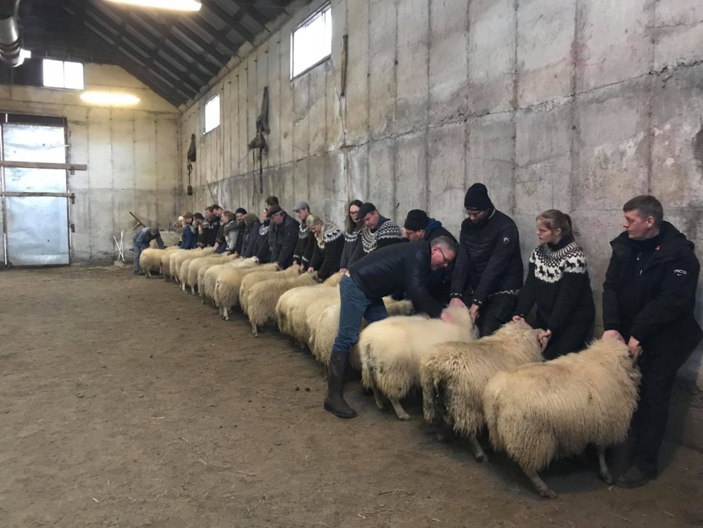 Hrútasýning. MYND AÐSEND