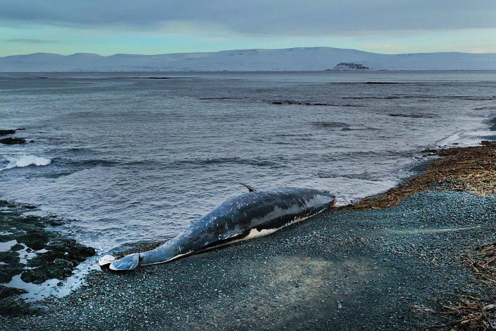 Hvalreki í Guðlaugsvík. MYND: HÖSKULDUR B. ERLINGSSON
