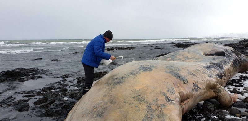 Sýni tekin úr búrhvalnum. Mynd: nnv.is.