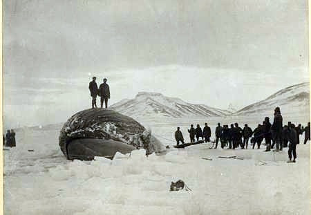 Hvalreki varð á Skagaströnd í janúar 1918, frostaveturinn mikla. Evald Hemmert, kaupmaður á Skagaströnd, tók myndina. Hvalurinn varð innlyksa í ísnum á Húnaflóa. Hér er hann dauður og snýr þaninn kviðurinn upp.
