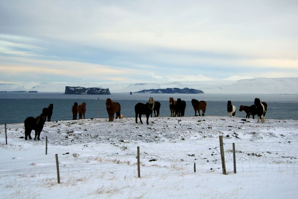 Skagafjörður í vetrarbúningi