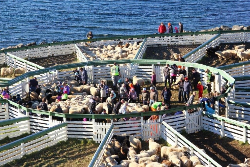 Réttað í Hamarsrétt á Vatnsnesi í Húnaþingi vestra, 12. sept. 2015. Ljósm./Anna Scheving