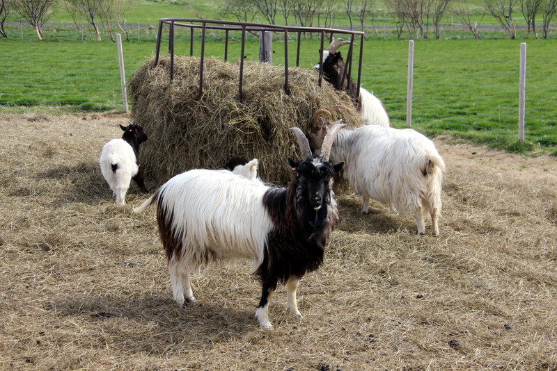 Geitur á Stórhóli. Myndr FE