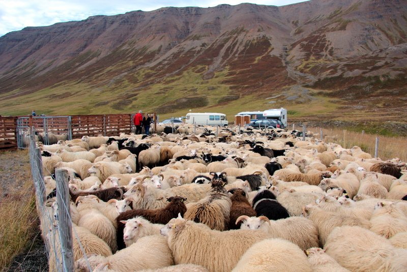 Sveitarstjórn fer m.a. með yfirstjórn allra afrétta- og fjallskilamála í viðkomandi umdæmi. Mynd:FE