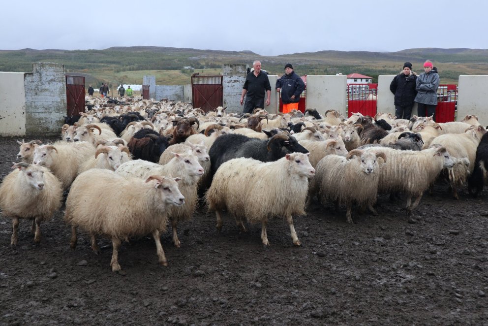 Mynd sem blaðamaður tók í Mælifellsrétt fyrir ári.
