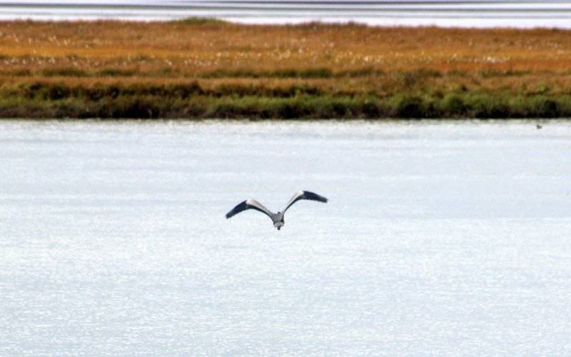 Mynd: Flottur fugl á flugi. Myndir: PF.