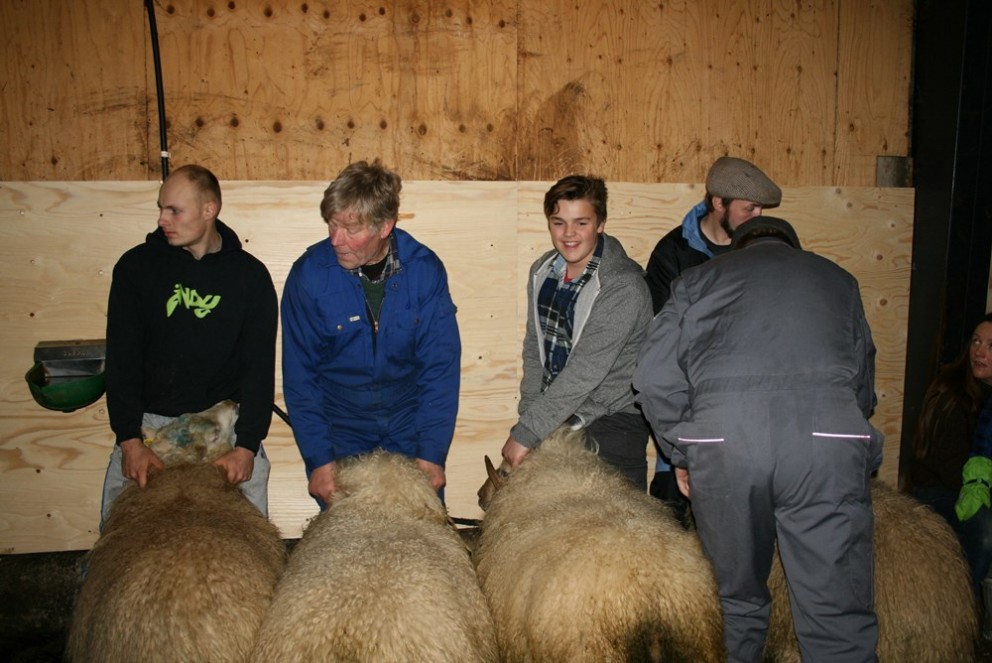 Dagur sauðkindarinnar haldinn í annað sinn