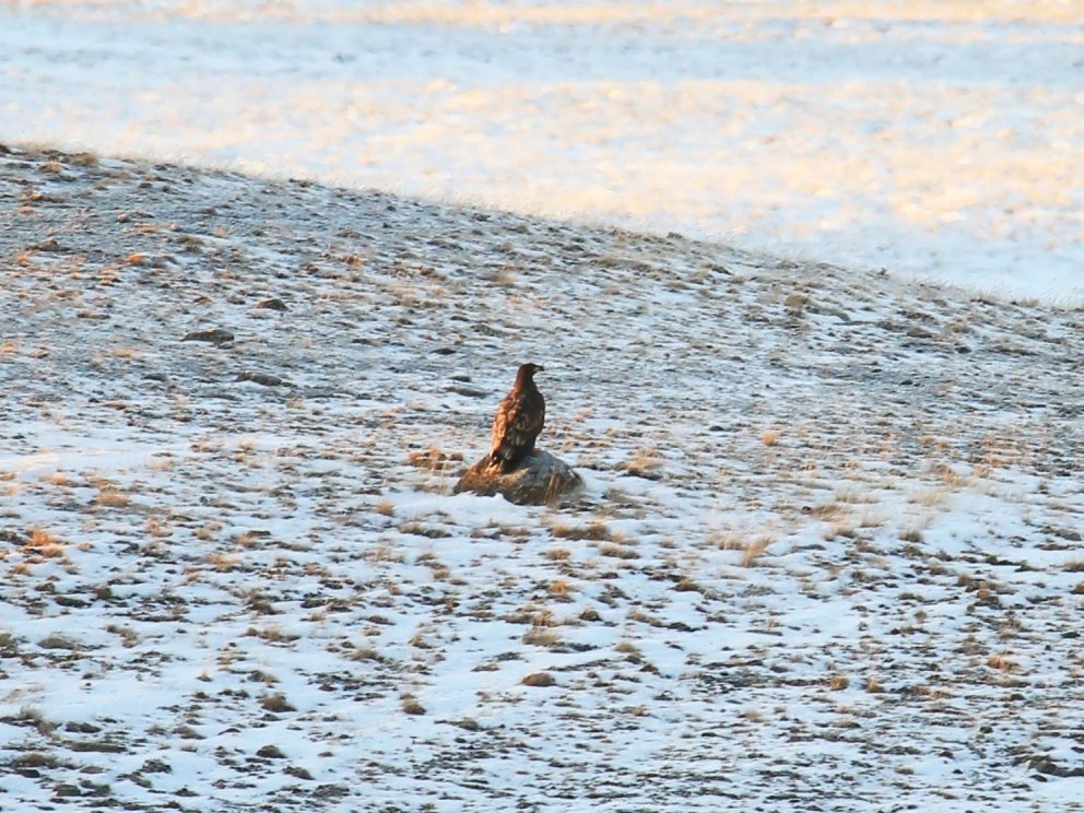 Haförn. Ljósmyndari: Elvar Már.