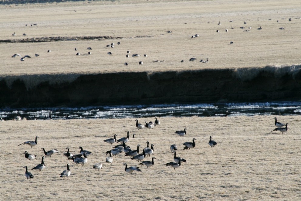 Sumardvalargestir í froststillunni