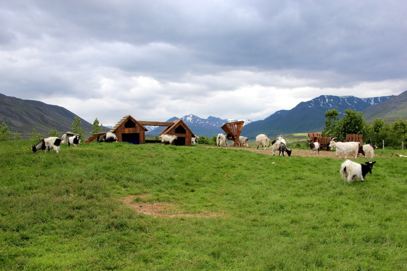 Í Húsdýragarðinum á Brúnastöðum í Fljótum. Mynd:FE