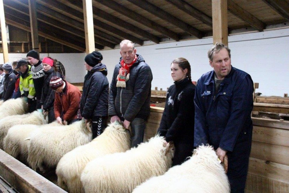 Kollóttur hrútur frá Syðri-Reykjum hrútur sýningarinnar á Bergstöðum - Myndasyrpa