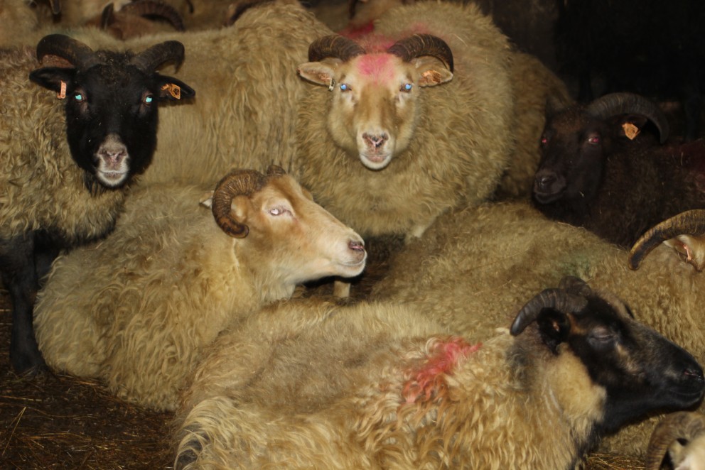 Aðalfundur Félags sauðfjárbænda í Skagafirði