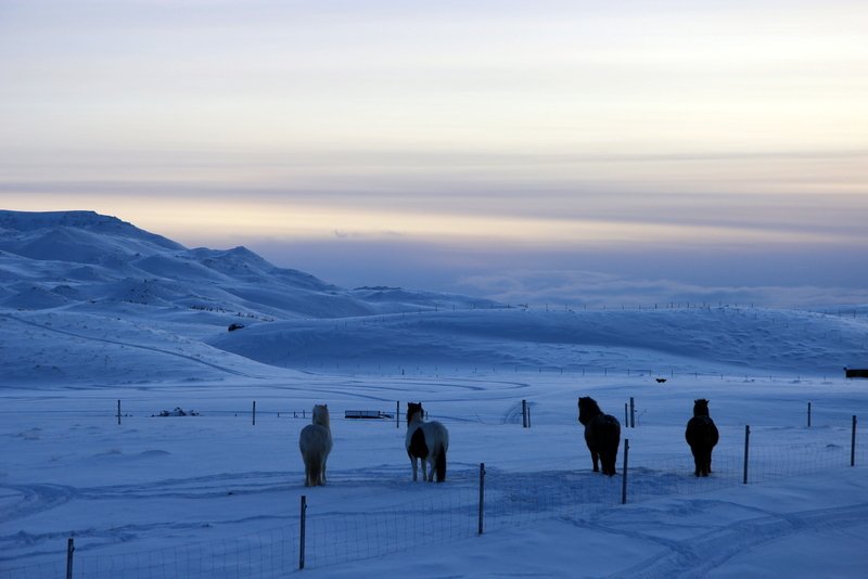Mik­il­vægt að eig­end­ur hesta tryggi að girðing­ar þeirra séu held­ar. Mynd:FE