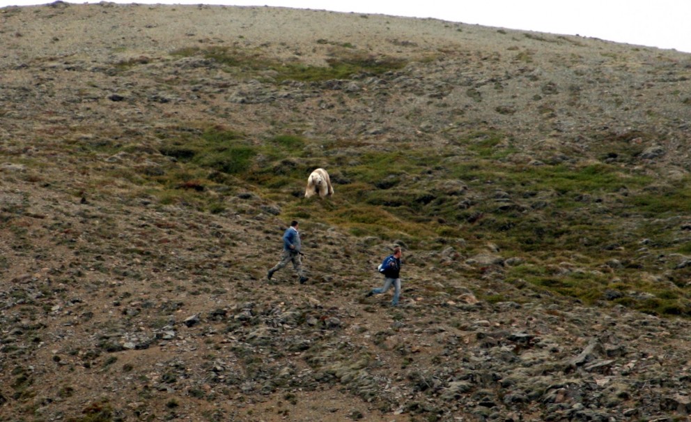 Áfram leitað að ísbirninum