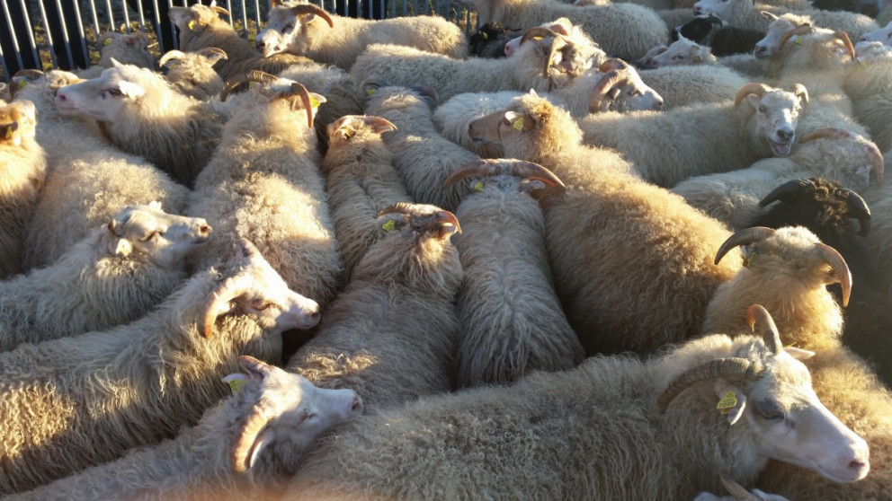 Sauðfé. Mynd: Kristín S. Einarsdóttir