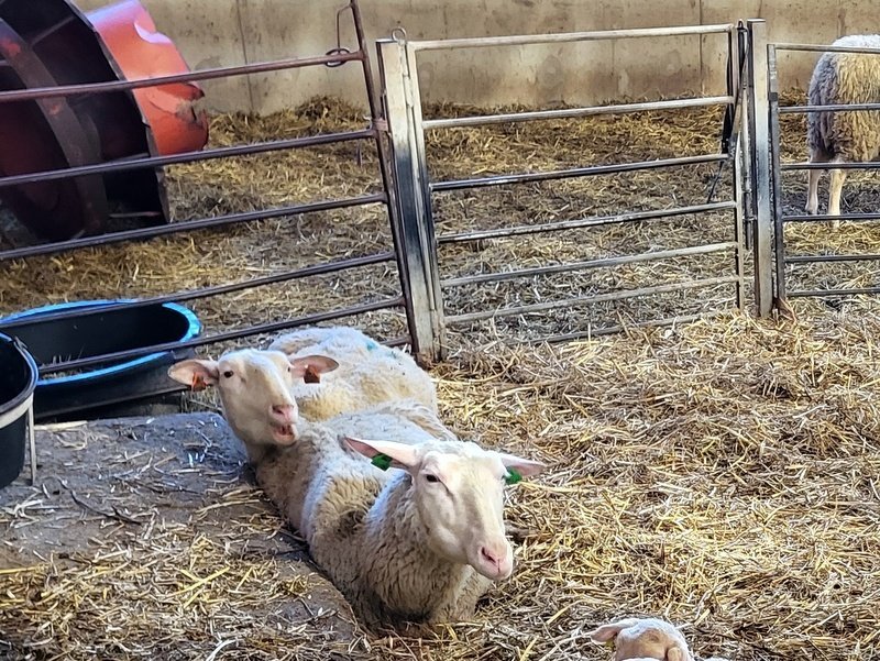 Myndin tengist frétitnni ekki beint. Mynd: PF.