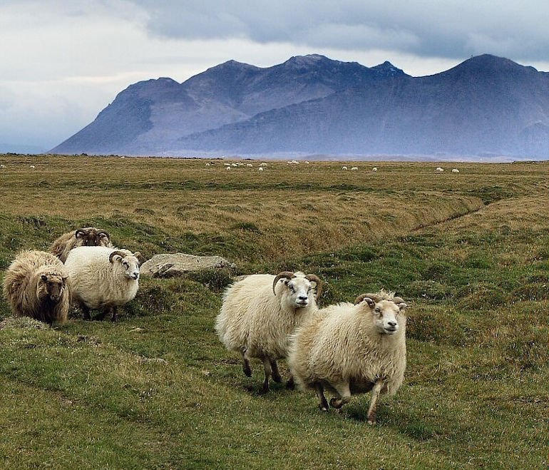 Mynd: Vísindavefurinn