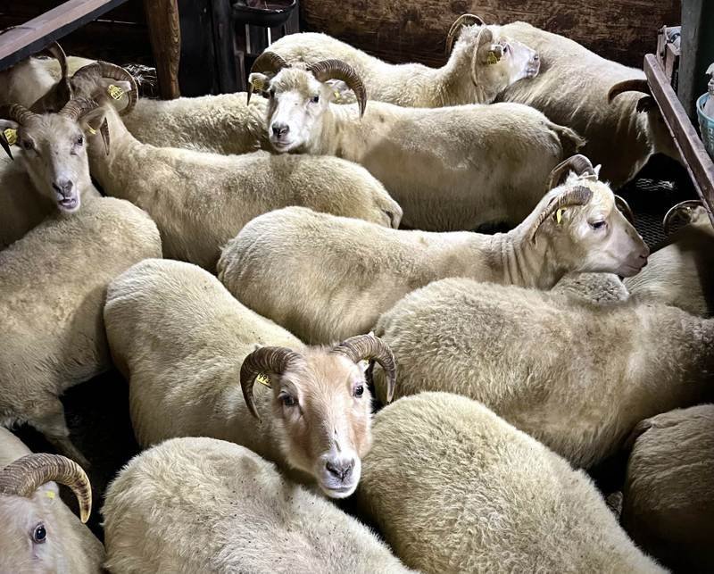 Mynd af stjornarradid.is.