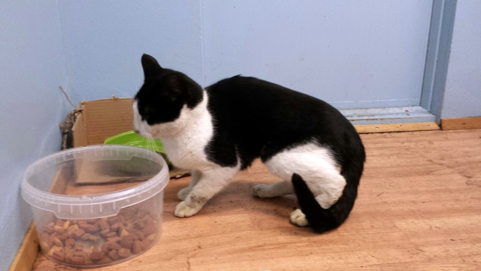 Saknar einhver kisa?