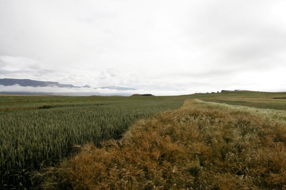 Vilja draga úr tjóni af völdum álfta og gæsa