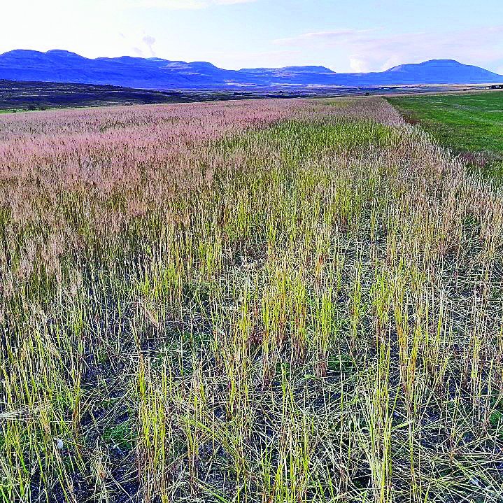 Eins og sjá má er kornakurinn farinn að láta á sjá eftir ágang fuglanna.MYND KÁRI GUNNARS