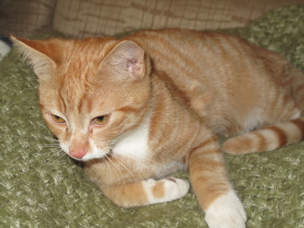 Hundar dýrari en kettir