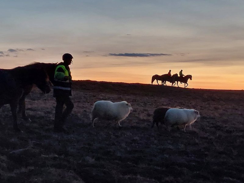 Einmuna blíða var á heiðum Norðanlands í síðustu viku svo rólega gekk að koma sauðfénu til byggða. Hér gengur Kristján Víðir Kristjánsson á eftir þremur kindum en hann segir féð hafa verið latrækt í hitanum. En í Stafnsrétt komust þær um síðir. Mynd: Giulia Weitz.