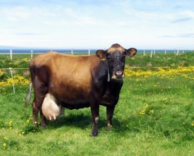 Braut 112 á Tjörn, f. Stígur 97010. Mynd af rml.is