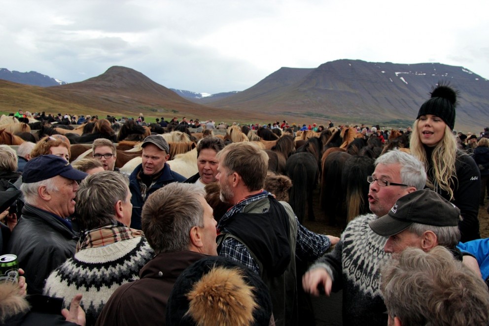 Lagið er alltaf tekið í Laufskálarétt. Ljósm./BÞ