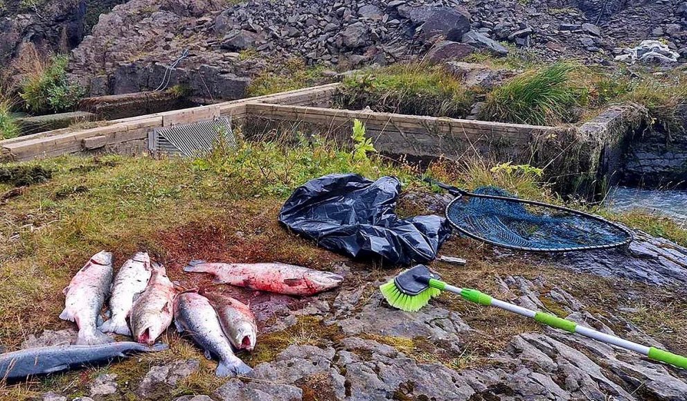 Laxveiðimenn eru sárir og reiðir og óttast um villta laxastofninn. MYND: GUÐMUNDUR HAUKUR