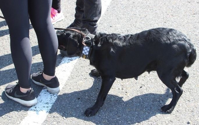 Fíkniefnaleitarhundur í gæðaúttekt á Sauðárkróki árið 2016. Mynd: feykir.is