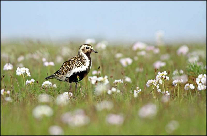 Hér er mynd af lóu sem tengist fréttinni ekki beint. Mynd: Alex Máni Guðríðarson.