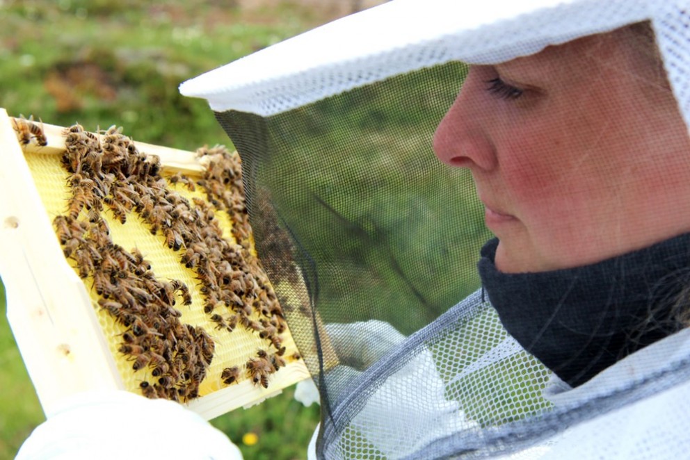 Hunang í heimaframleiðsluna