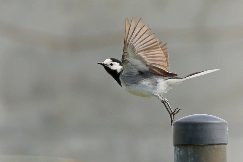 Maríuerla. er fugl ársins 2022. Mynd: Ingi Steinar Gunnlaugsson.