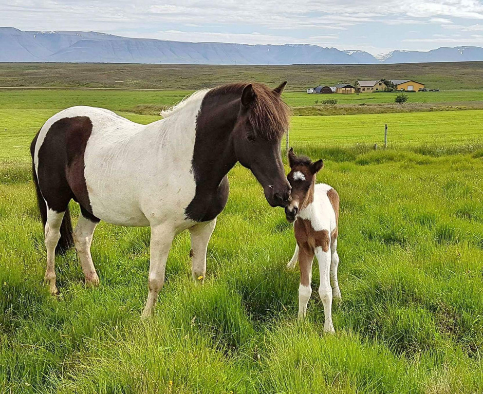 Hryssa með folald og Varmaland í baksýn. Mynd: Varmaland.