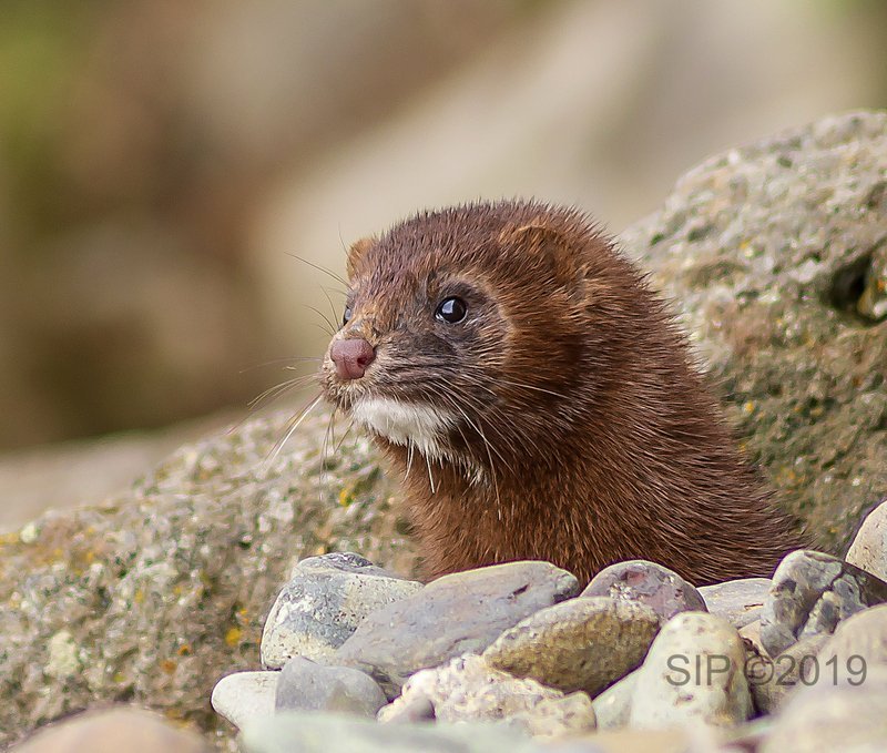 Myndaði mink við Sauðána