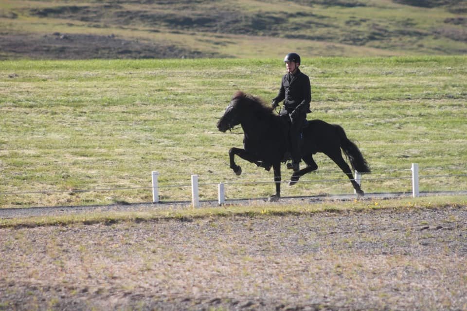 Guðmar Freyr og Rosi frá Berglandi á kynbótasýningu í fyrra.