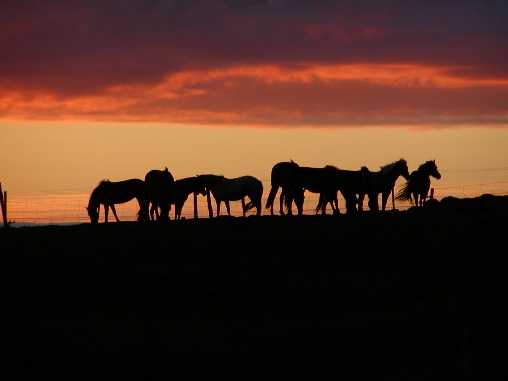 Hnakkakynning á Narfastöðum