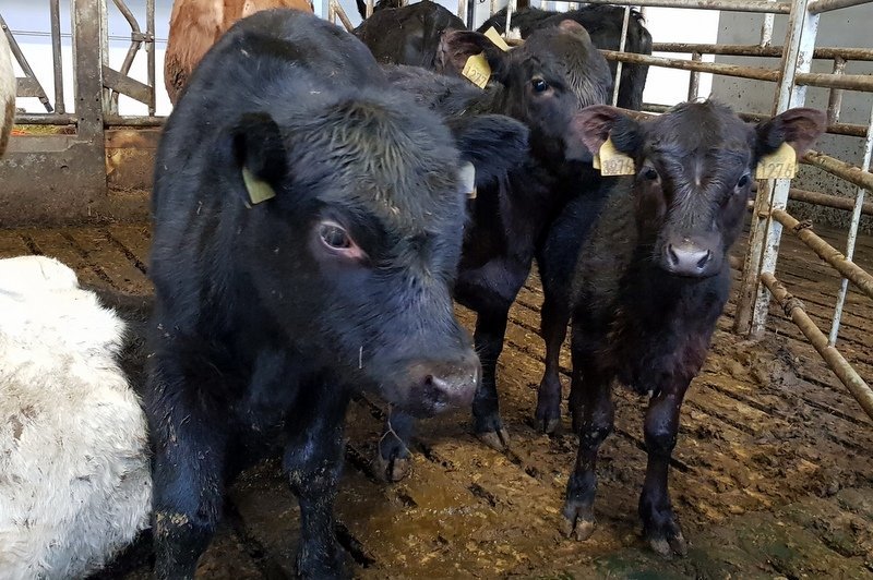 Losun í landbúnaði hefur minnkað um 5,8% síðan 1990. Mynd: PF.