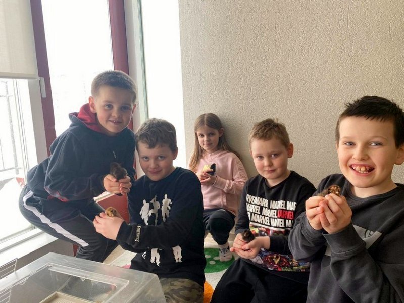 Nemendur á yngsta stig fóru og kíktu á ungana í síðustu viku og fengu að halda á þeim, vakti þetta mikla lukku. Mynd: Höfðaskóli.is.