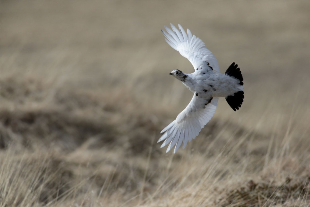 Rjúpa, ungur kvenfugl, í Aðaldal, 3. maí 2018. Mynd: Ólafur K. Nielsen