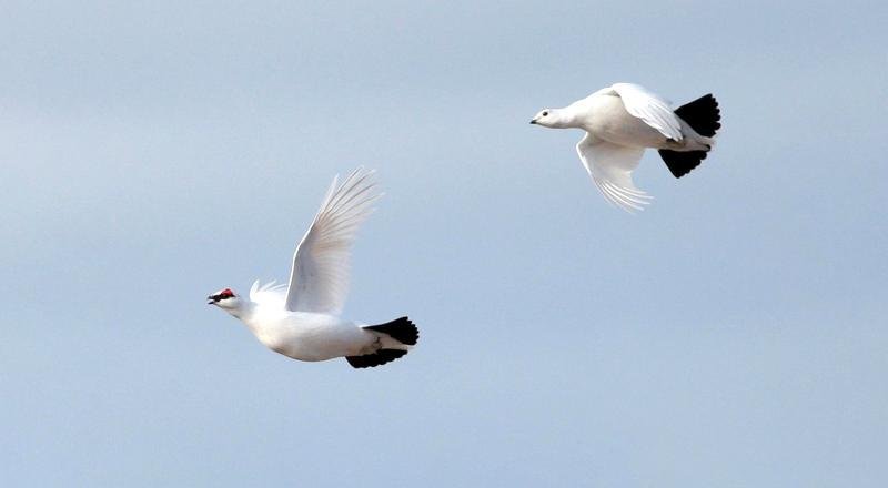 Rjúpnapar, ungur karri og fullorðinn kvenfugl, Vatnsleysuströnd, 11. apríl 2022. – Ljósm. af vef NÍ/ Ólafur K. Nielsen