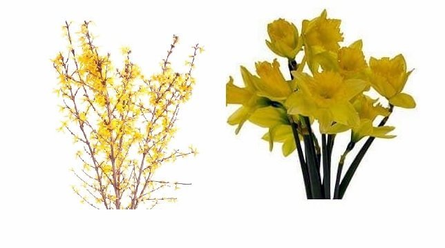 Stelpurnar í 3. flokki selja páskaliljur og greinar