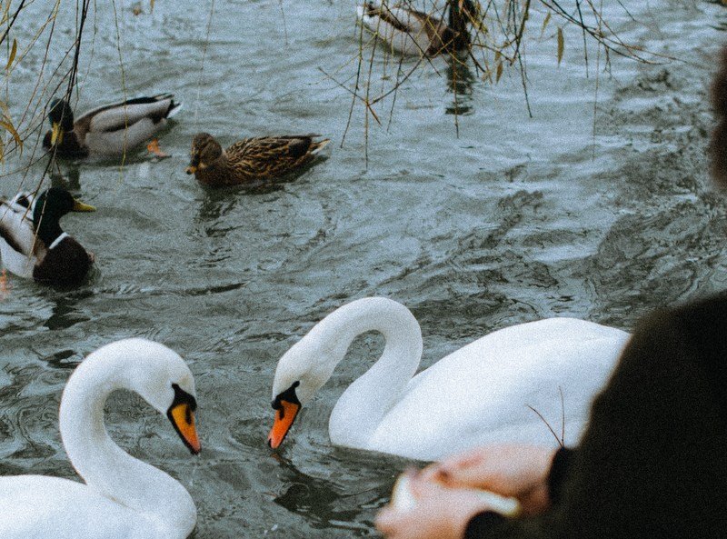 Mynd: Pexels-Alina Kurson