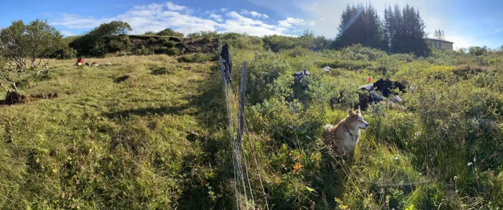 Beitt og óbeitt. Mynd: holar.is