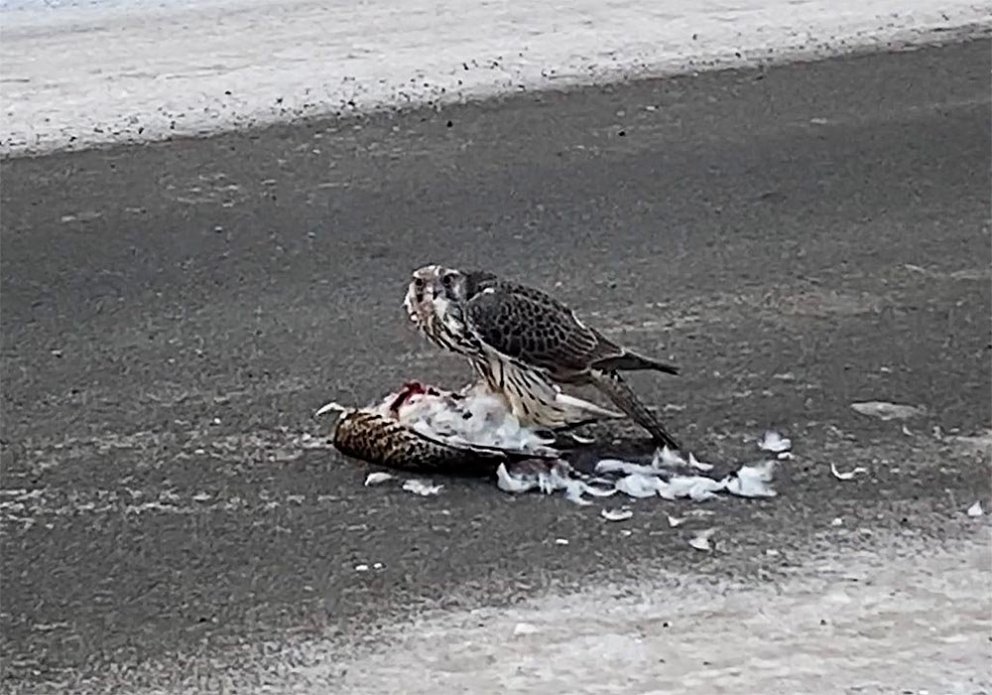 Hádegisverður úti á miðri götu. MYNDIR: INGVI OG KRISTRÚN