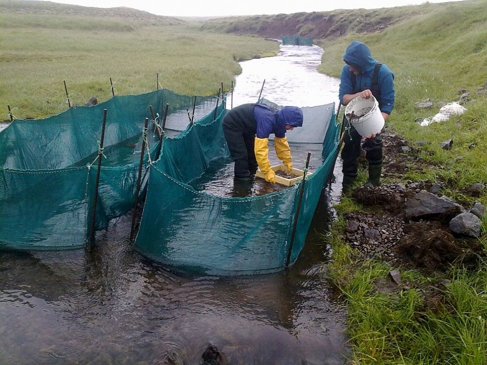 Rannsökuðu virkni bleikjuseiða á ólíkum tímum sólarhrings