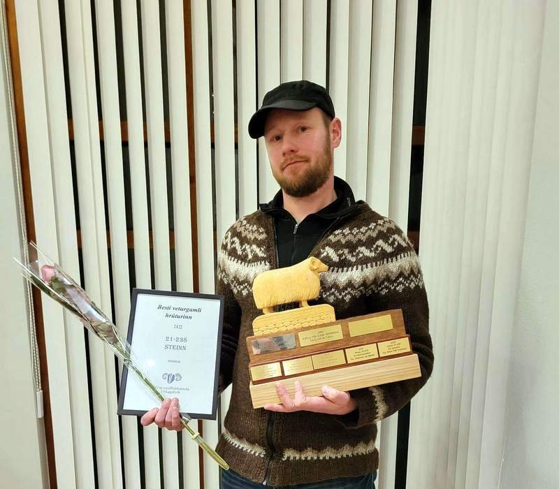 Besta veturgamla hrútinn á síðasta ári, Stein frá Grindum, á Rúnar Páll Hreinsson. Aðsendar myndir.