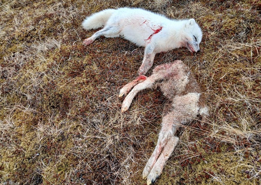 Refurinn og lambið. MYND: KG